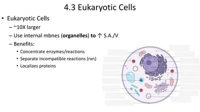 Diagram of prokaryotic cell extensions
