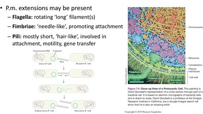 Diagram comparing Gram-positive and Gram-negative cell walls