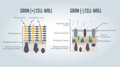 Diagram of prokaryotic surface structures