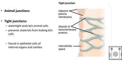 Diagram of tight junctions between cells