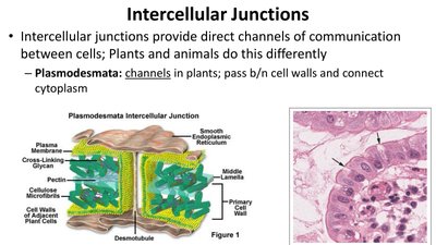 Diagram of plasmodesmata and plant cell junctions