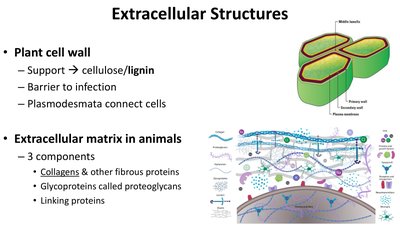Diagram of plant cell wall structure