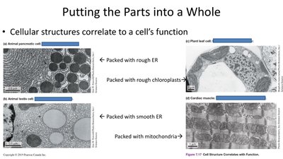 Micrographs of different cell types showing organelle abundance