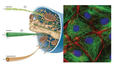 Diagram and fluorescence image of cytoskeleton