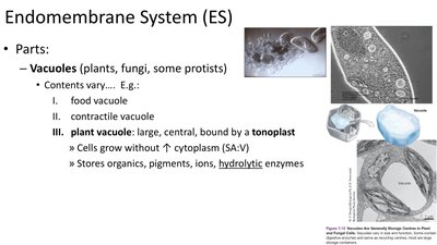 Images of different types of vacuoles in cells