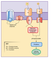 Hormone receptor types and second messenger systems