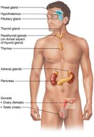 Human endocrine glands labeled on a body