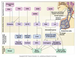 Hypothalamic-pituitary-endocrine gland control pathway