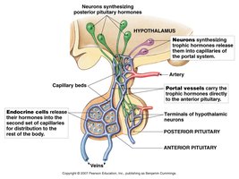 Hypothalamic-hypophyseal portal system