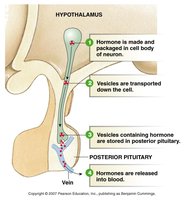 Pituitary gland structure