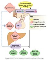 Growth hormone control pathway