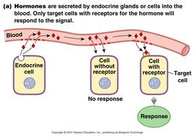 Hormones are secreted by endocrine glands or cells into the blood. Only target cells with receptors for the hormone will respond to the signal.