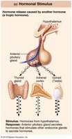 Hormonal stimulus for hormone release
