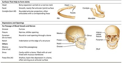 Bone markings table