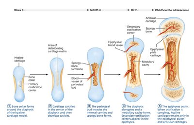 Endochondral ossification in a long bone