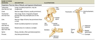 Bone markings table