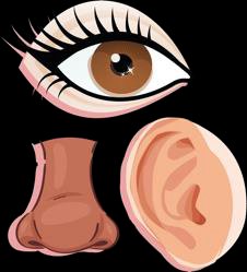 Sensory organs: eye, nose, ear