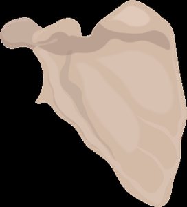 Clavicle and scapula of the pectoral girdle