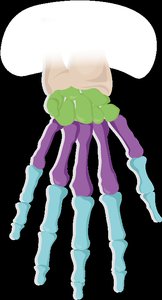 Bones of the hand: carpals, metacarpals, phalanges