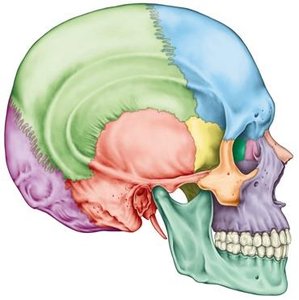 Lateral view of the skull showing cranial and facial bones