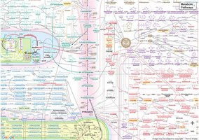 Metabolic pathways overview
