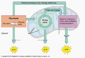 Summary of glycolysis, citric acid cycle, and ETC