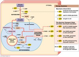 ATP yield from glucose metabolism