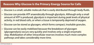 Summary of glycolysis, citric acid cycle, and ETC