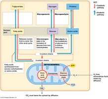 Glucose metabolism pathways