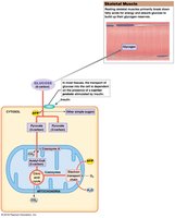 Simple carbohydrates