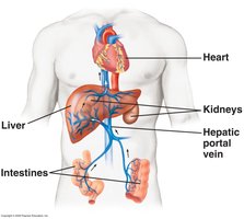 Hepatic portal vein diagram