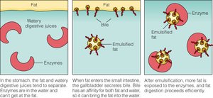 Emulsification of fats by bile