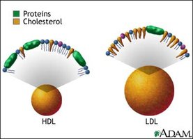 HDL and LDL cholesterol