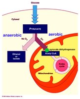 Anaerobic and aerobic pathways of pyruvate