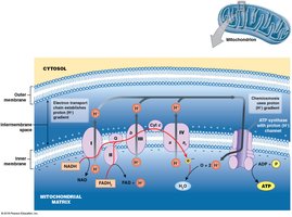 Electron transport chain diagram