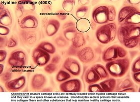 Simple columnar epithelium, light micrograph