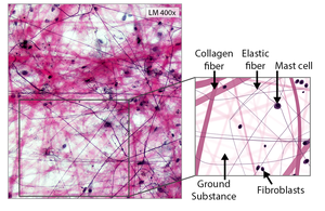 Areolar connective tissue with labeled fibers and cells