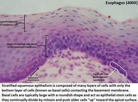 Stratified squamous epithelium in esophagus