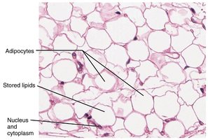 Adipose tissue with labeled adipocytes and stored lipids