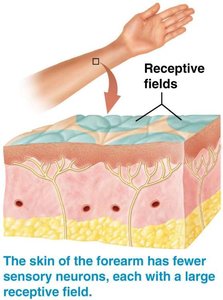 Receptive fields in forearm