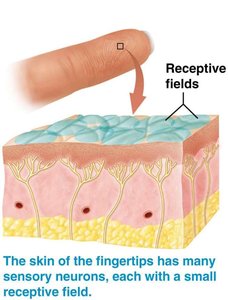 Receptive fields in fingertip