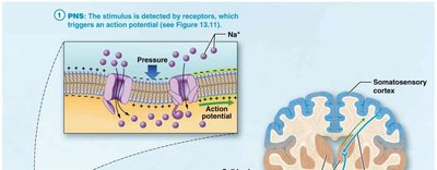 Sensory transduction and pathway to somatosensory cortex