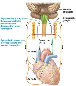 Neural control of heart rate