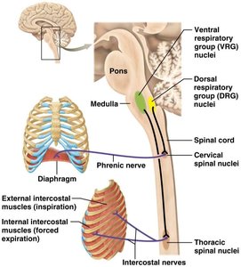 Respiratory control in brainstem