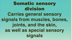 Somatic sensory division description
