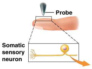 Probe stimulating somatic sensory neuron
