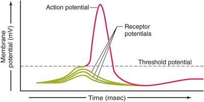 Graph of membrane potential showing receptor and action potentials