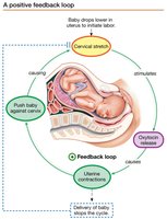 Positive feedback loop in childbirth