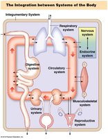 Diagram of integration between body systems