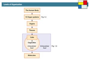 Levels of organization in the human body